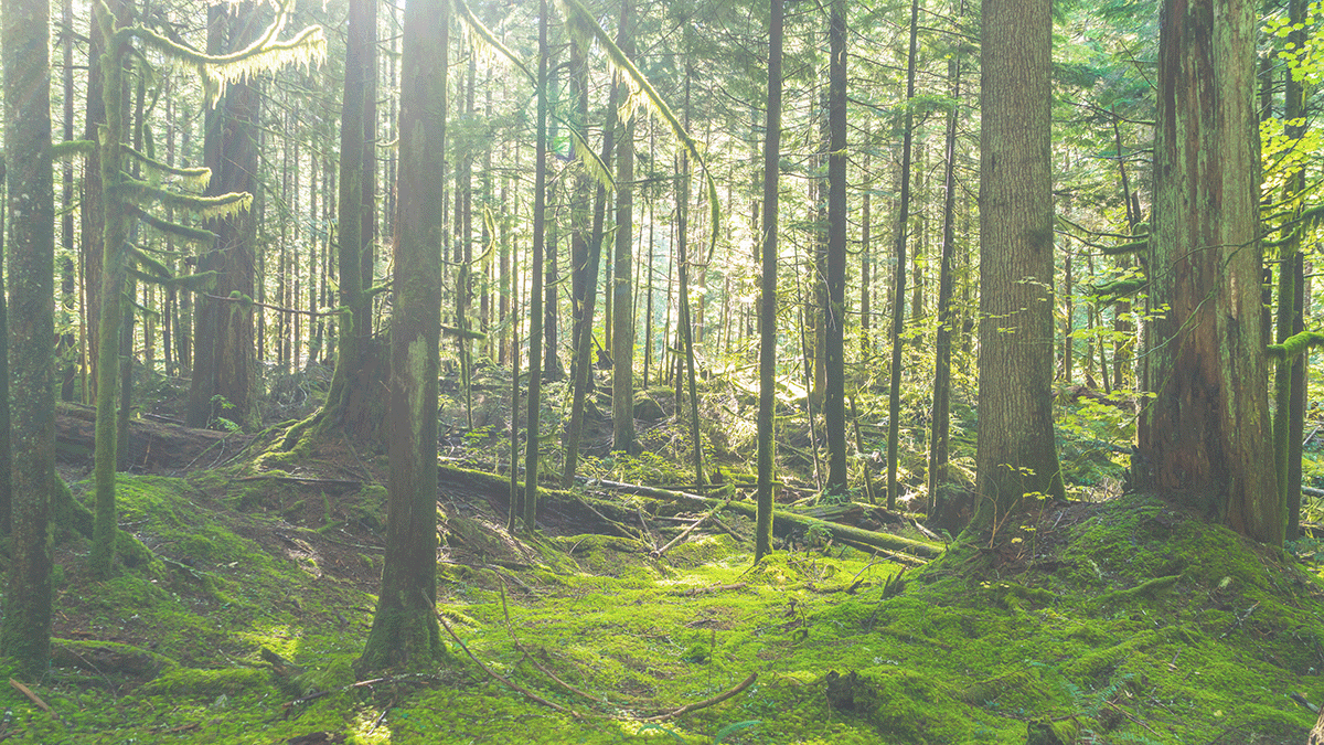 Sunlight breaking through the canopy of a lush green forest. Photo. 