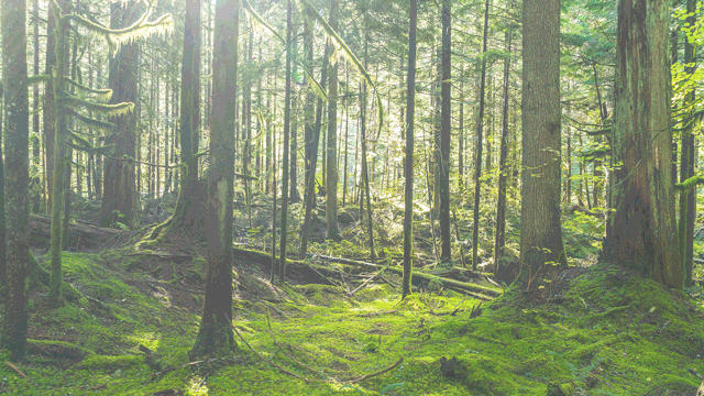 Sunlight breaking through the canopy of a lush green forest. Photo. 