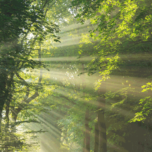 A photo of sunrays breaking through a lush green foliage in a forest.