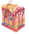 skin 1