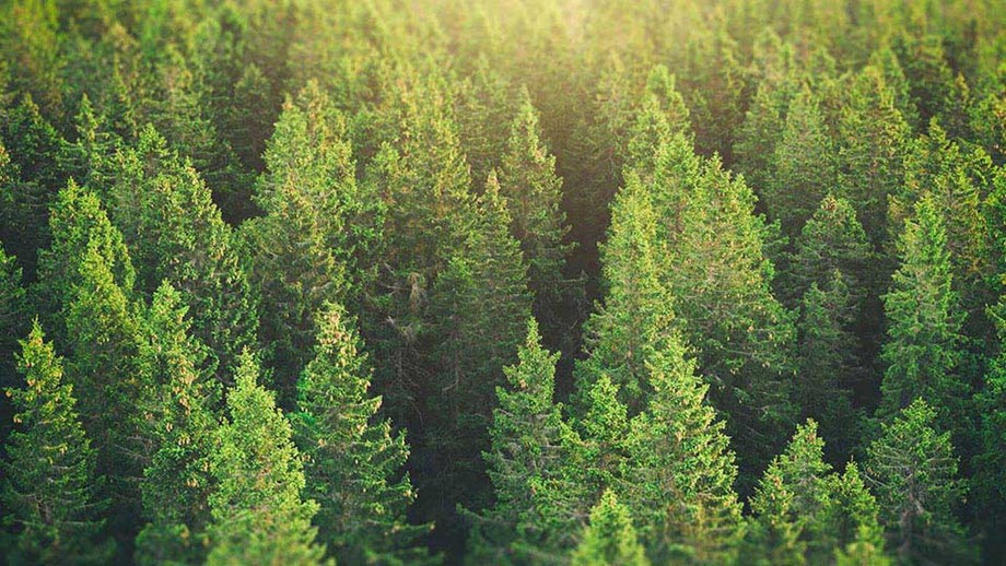 a coniferous forest by daylight